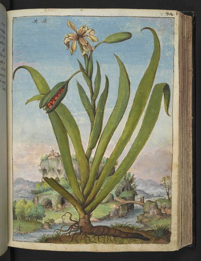 Iris Foetidissima: Gherardo Cibo 作の「Paintings of Flora of the Roman States」より、種の鞘を持つ顕花植物、追加 MS 22333、f073r、c.1564-84 (紙に水彩とグワッシュ) 作： Gherardo Cibo