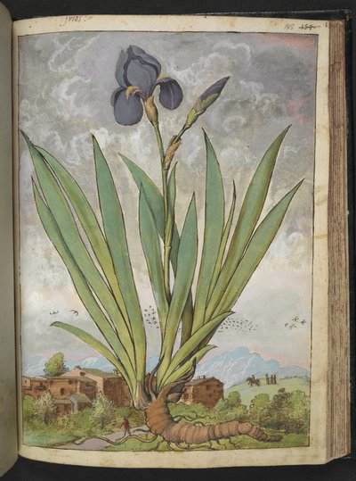 Iris germanica、Gherardo Ciboによる「Paintings of Flora of the Roman States」から、MS 22333、f148r、c.1564-84を追加（紙に水彩とグワッシュ） 作： Gherardo Cibo