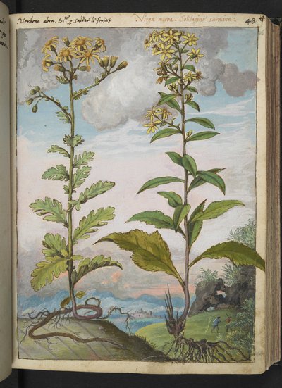 Jacobae vulgaris et Senecio ovatu、Gherardo Ciboによる「Paintings of Flora of the Roman States」から、MS 22333、f046r、c.1564-84を追加（紙に水彩とグワッシュ） 作： Gherardo Cibo
