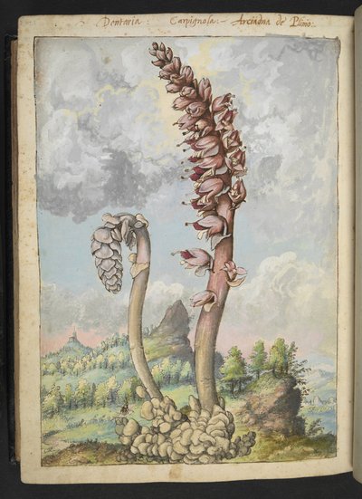 Lathrea squammaria、Gherardo Cibo の「Paintings of Flora of the Roman States」より、MS 22333、f178v、c.1564-84 を追加 (紙に水彩とグワッシュ) 作： Gherardo Cibo