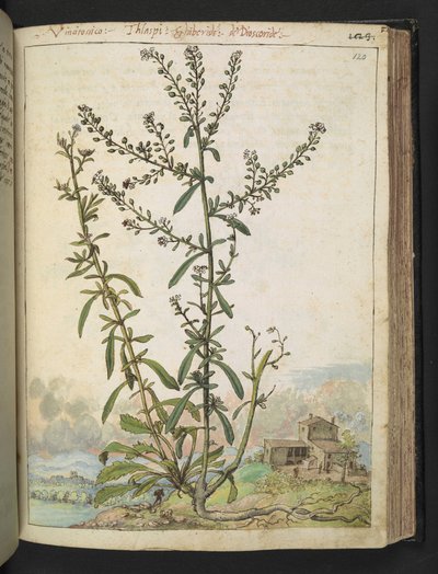 Lepidium graminifolium、Gherardo Cibo の「Paintings of Flora of the Roman States」より、MS 22333、f120r、c.1564-84 を追加 (紙に水彩とグワッシュ) 作： Gherardo Cibo