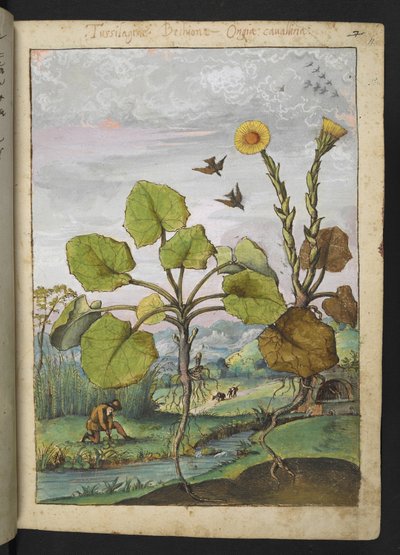 Ligularia tussilaginea (ヒョウ科の植物)、Gherardo Cibo 作の「Paintings of Flora of the Roman States」より、MS 22333、f011r、c.1564-84 を追加 (紙に水彩とグワッシュ) 作： Gherardo Cibo