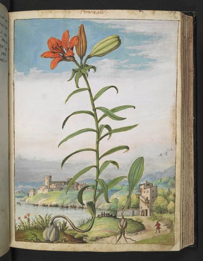 Lilium bulbiferum: 赤い花びらを持つ植物、Gherardo Cibo の「Paintings of Flora of the Roman States」から、MS 22333 を追加、f080r、c.1564-84 (紙に水彩とグワッシュ) 作： Gherardo Cibo