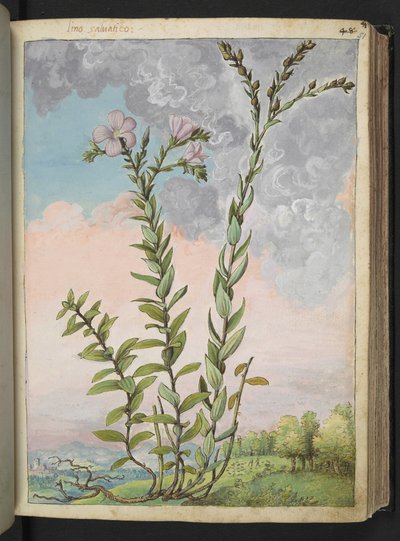 Linum viscosum: ピンクの花を持つ背の高い植物、Gherardo Cibo の「Paintings of Flora of the Roman States」より、MS 22333、f051r、c.1564-84 を追加 (紙に水彩とグワッシュ) 作： Gherardo Cibo