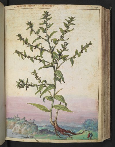 Lithospermum officinale、Gherardo Cibo の「Paintings of Flora of the Roman States」から、MS 22333、f062r、c.1564-84 を追加 (紙に水彩とグワッシュ) 作： Gherardo Cibo