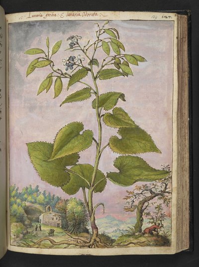 Lunaria redivivia、Gherardo Cibo の「Paintings of the Roman States of Flora」から、MS 22333、f124r、c.1564-84 を追加 (紙に水彩とグワッシュ) 作： Gherardo Cibo