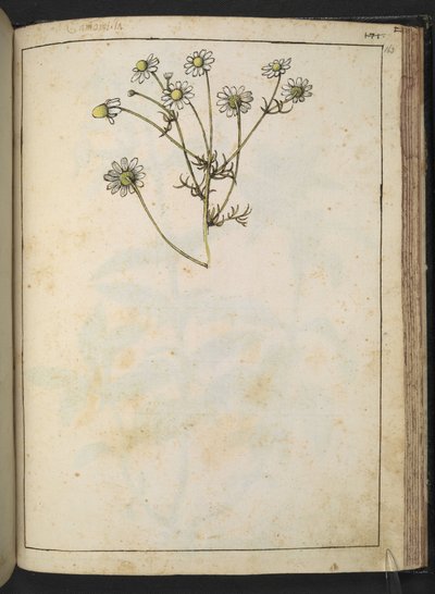 Matricaria chamomilla (カモミール)、Gherardo Cibo の「Paintings of Flora of the Roman States」より、MS 22333、f163r、c.1564-84 を追加 (紙に水彩とグワッシュ) 作： Gherardo Cibo
