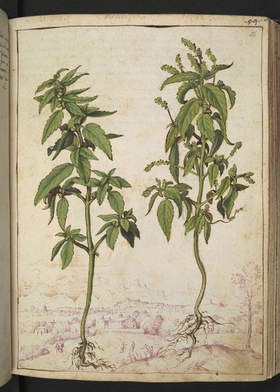 Mercurialis annua、Gherardo Cibo の「Paintings of Flora of the Roman States」から、MS 22333、f056r、c.1564-84 を追加 (紙に水彩とグワッシュ) 作： Gherardo Cibo