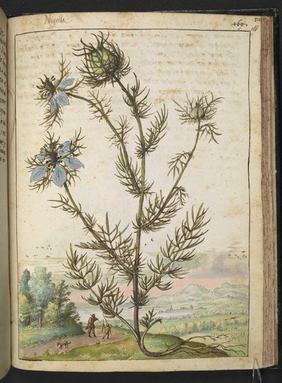 Nigella damascena、Gherardo Cibo の「Paintings of Flora of the Roman States」より、MS 22333、f161r、c.1564-84 を追加 (紙に水彩とグワッシュ) 作： Gherardo Cibo
