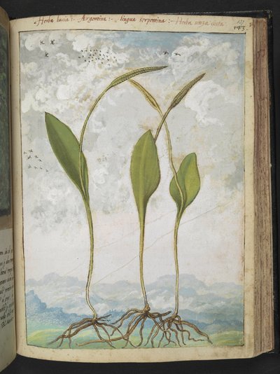 Ophioglossum vulgatum、Gherardo Cibo 作「ローマの植物相の絵画」より、MS 22333、f137r、c.1564-84 を追加 (紙に水彩とグワッシュ) 作： Gherardo Cibo