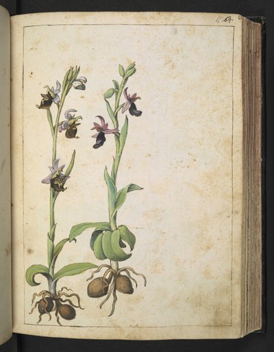 Orchis: 白とピンクの花を持つ植物、Gherardo Cibo の「Paintings of Flora of the Roman States」より、MS 22333、f066r、c.1564-84 を追加 (紙に水彩とグワッシュ) 作： Gherardo Cibo