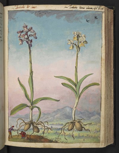 Orchis pallens: Gherardo Cibo の「Paintings of Flora of the Roman States」からの 2 つの顕花植物、追加 MS 22333、f064r、c.1564-84 (紙に水彩とグワッシュ) 作： Gherardo Cibo