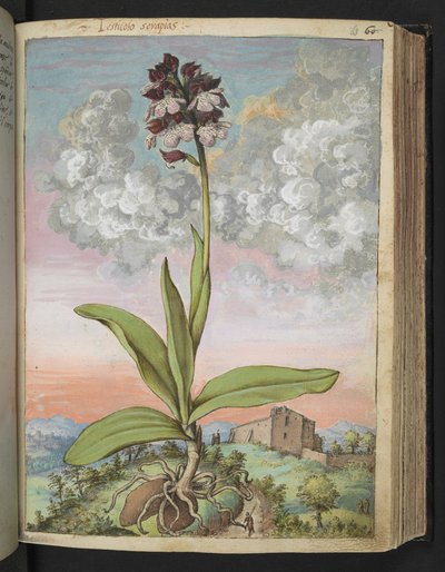Orchis serapias、Gherardo Cibo の「Paintings of Flora of the Roman States」から、MS 22333、f063r、c.1564-84 を追加 (紙に水彩とグワッシュ) 作： Gherardo Cibo