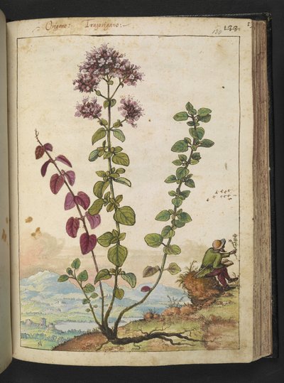 Origanum vulgare、Gherardo Cibo の「Paintings of Flora of the Roman States」から、MS 22333、f130r、c.1564-84 を追加 (紙に水彩とグワッシュ) 作： Gherardo Cibo