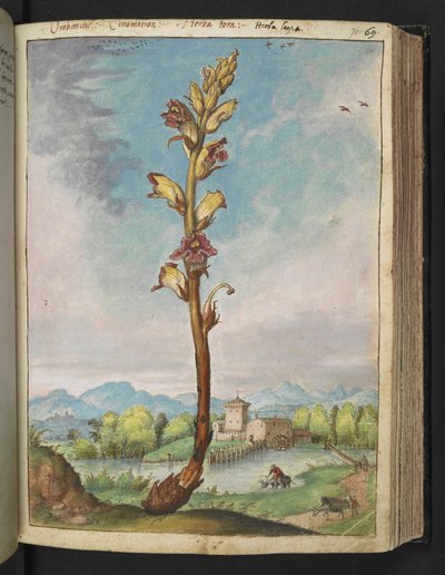 Orobanche gracilis、Gherardo Cibo の「Paintings of Flora of the Roman States」から、MS 22333、f070r、c.1564-84 を追加 (紙に水彩とグワッシュ) 作： Gherardo Cibo
