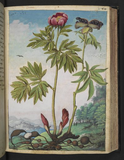 Paeonia officinalis、Gherardo Cibo の「Paintings of Flora of the Roman States」から、MS 22333、f085r、c.1564-84 を追加 (紙に水彩とグワッシュ) 作： Gherardo Cibo