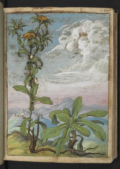 Pallenis spinosa、Gherardo Ciboによる「ローマの植物の絵画」から、MS 22333、f040r、c.1564-84を追加（紙に水彩とグワッシュ） 作： Gherardo Cibo