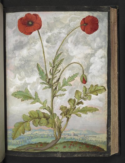 Papaver rhoeas (ポピー)、Gherardo Cibo の「Paintings of Flora of the Roman States」より、MS 22333、f107r、c.1564-84 を追加 (紙に水彩とグワッシュ) 作： Gherardo Cibo