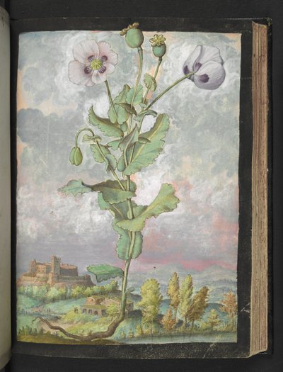 Papaver somniferum: 白い花びらを持つ植物、Gherardo Cibo による「Paintings of Flora of the Roman States」から、MS 22333 を追加、f108r、c.1564-84 (紙に水彩とグワッシュ) 作： Gherardo Cibo