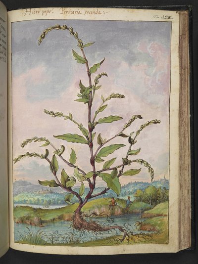 Persicaria Hydropiper、Gherardo Cibo の「Paintings of Flora of the Roman States」から、MS 22333、f152r、c.1564-84 を追加 (紙に水彩とグワッシュ) 作： Gherardo Cibo