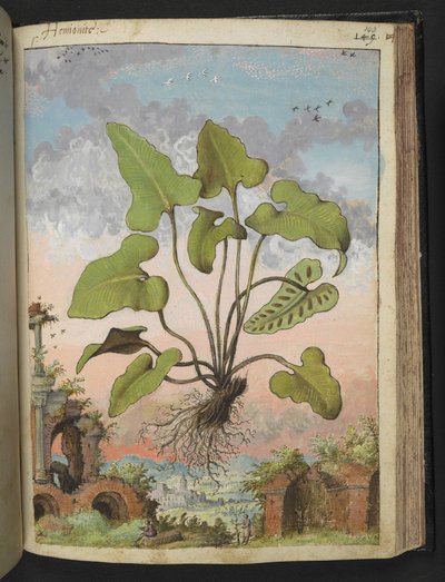 Phyllitis hemionitis、Gherardo Cibo の「Paintings of Flora of the Roman States」から、MS 22333、f143r、c.1564-84 を追加 (紙に水彩とグワッシュ) 作： Gherardo Cibo