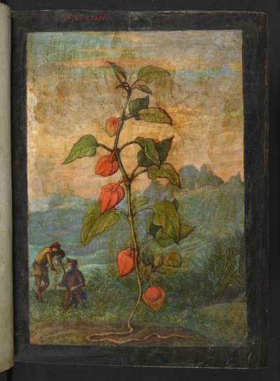 Physalis alkekengi: 赤い花を持つ植物、Gherardo Cibo による「ローマ国家の植物相の絵画」から、MS 22333、f004r、c.1564-84 を追加 (紙に水彩とグワッシュ) 作： Gherardo Cibo