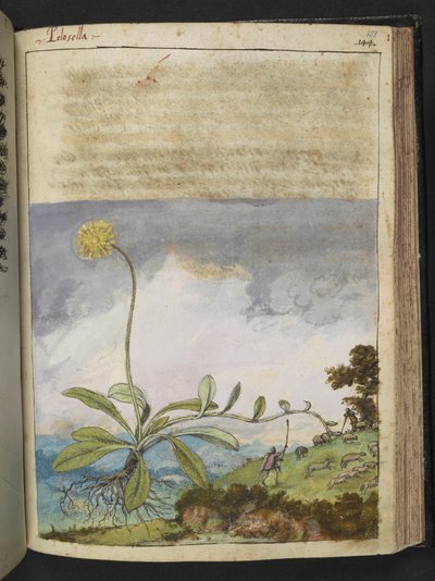 Pilosella officinarum、Gherardo Cibo による「ローマ国家の植物相の絵画」から、MS 22333、f138r、c.1564-84 を追加 (紙に水彩とグワッシュ) 作： Gherardo Cibo