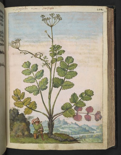 Pimpinella major、Gherardo Cibo の「Paintings of Flora of the Roman States」より、MS 22333、f100r、c.1564-84 を追加 (紙に水彩とグワッシュ) 作： Gherardo Cibo