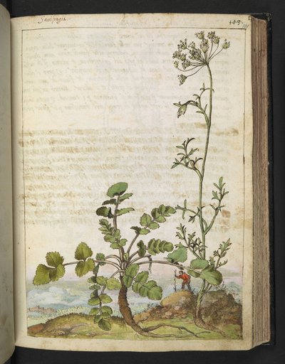 Pimpinella saxifraga、Gherardo Cibo による「ローマ国家の植物相の絵画」から、MS 22333、f101r、c.1564-84 を追加 (紙に水彩とグワッシュ) 作： Gherardo Cibo