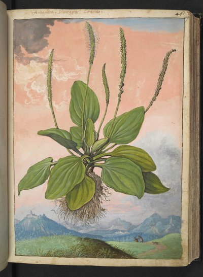 プランタゴ・メジャー、ゲラルド・シボ作「ローマの植物相の絵画」より、MS 22333、f049r、c.1564-84 を追加 (紙に水彩とグワッシュ) 作： Gherardo Cibo