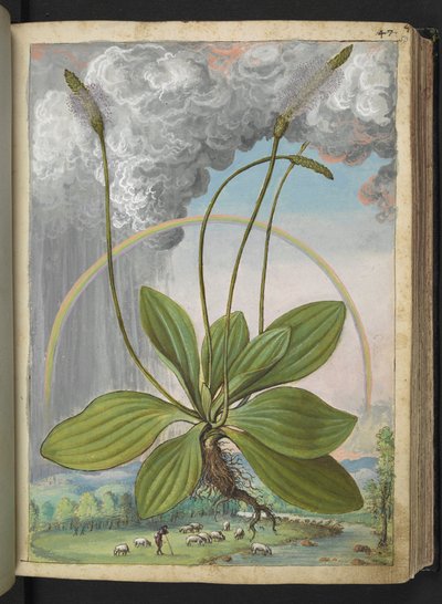プランタゴ メディア、ゲラルド チボ作「ローマの植物相の絵画」より、MS 22333、f050r、c.1564-84 を追加 (紙に水彩とグワッシュ) 作： Gherardo Cibo