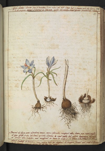 青い花の間の植物、Gherardo Cibo の「Paintings of Flora of the Roman States」から、MS 22333、f058r、c.1564-84 を追加 (紙に水彩とグワッシュ) 作： Gherardo Cibo
