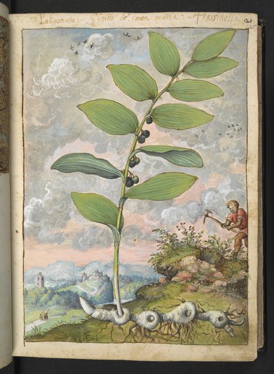 Polygonatumodoratum：植物。 ゲラルド・チボの「ローマ国家の植物の絵画」からのピックを持つ男、MS 22333、f025r、c.1564-84を追加（紙に水彩とグワッシュ） 作： Gherardo Cibo