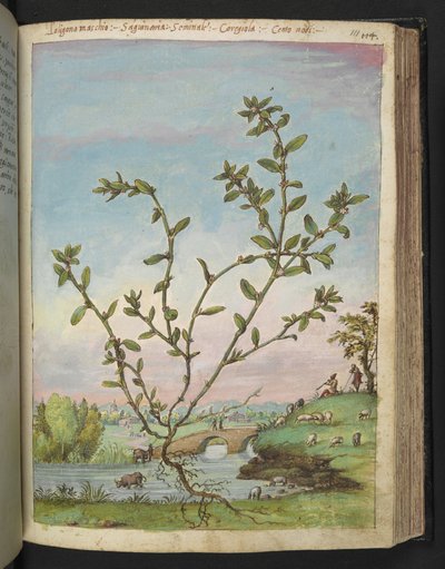 Polygonum aviculare、Gherardo Cibo の「Paintings of Flora of the Roman States」から、MS 22333、f111r、c.1564-84 を追加 (紙に水彩とグワッシュ) 作： Gherardo Cibo