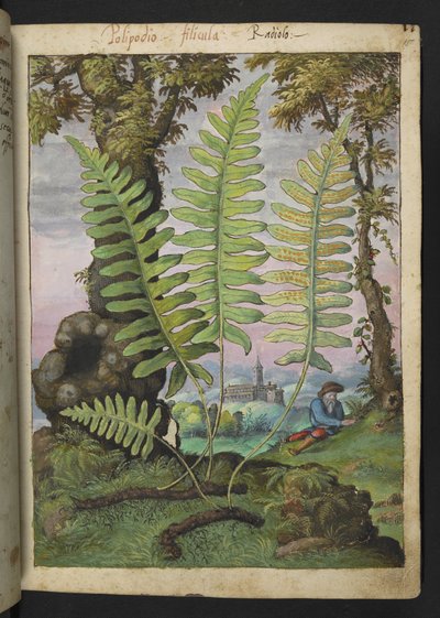 ポリポディウム、「ローマ国家の植物相の絵画」より、Gherardo Cibo 作、MS 22333、f015r、c.1564-84 を追加 (紙に水彩とグワッシュ) 作： Gherardo Cibo