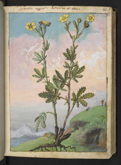 Potentilla recta: 黄色の花を持つ植物、Gherardo Cibo による「ローマ国家の植物相の絵画」から、MS 22333、f039r、c.1564-84 を追加 (紙に水彩とグワッシュ) 作： Gherardo Cibo
