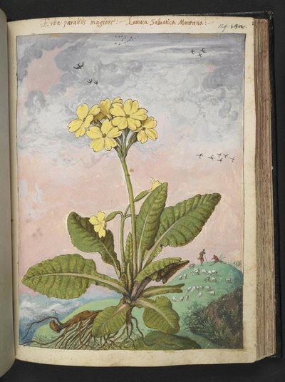 Primula elatior: 黄色い花びらを持つ植物。 、Gherardo Ciboによる「ローマ国家の植物相の絵画」から、MS 22333、f129r、c.1564-84を追加（紙に水彩とグワッシュ） 作： Gherardo Cibo