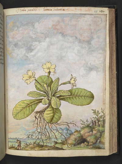 Primula vulgaris、Gherardo Cibo の「Paintings of Flora of the Roman States」から、MS 22333、f128r、c.1564-84 を追加 (紙に水彩とグワッシュ) 作： Gherardo Cibo