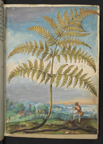 Pteridium aquilinum: シダ、Gherardo Cibo による「ローマ国家の植物相の絵画」から、MS 22333、f020r、c.1564-84 を追加 (紙に水彩とグワッシュ) 作： Gherardo Cibo