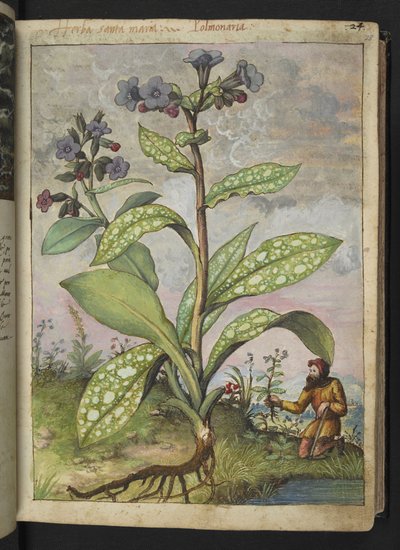 Pulmonaria officinalis、Gherardo Cibo による「ローマ国家の植物相の絵画」から、MS 22333、f028r、c.1564-84 を追加 (紙に水彩とグワッシュ) 作： Gherardo Cibo