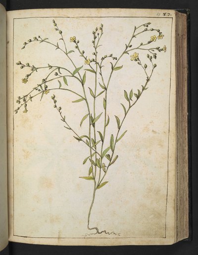 Ranunculus bulbosus: 黄色の花を持つ植物、Gherardo Cibo の「Paintings of Flora of the Roman States」より、MS 22333、f088r、c.1564-84 を追加 (紙に水彩とグワッシュ) 作： Gherardo Cibo