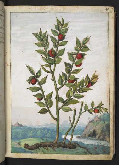 Ruscus aculeatus: Gherardo Cibo による「ローマ国家の植物相の絵画」からの赤い実を結ぶ植物、追加 MS 22333、f023r、c.1564-84 (紙に水彩とグワッシュ) 作： Gherardo Cibo