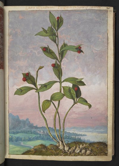 Ruscus hypoglossum: 赤い実をつけた植物、Gherardo Cibo の「Paintings of Flora of the Roman States」より、MS 22333、f024r、c.1564-84 を追加 (紙に水彩とグワッシュ) 作： Gherardo Cibo