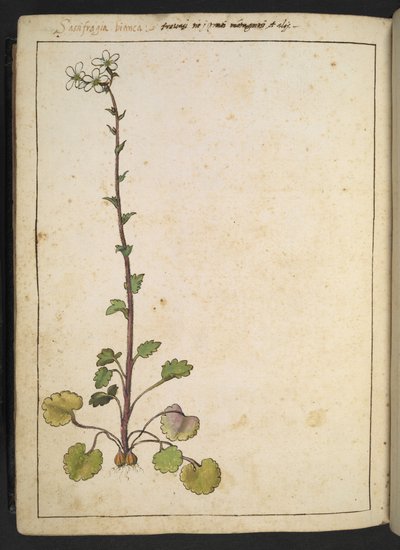 Saxifraga bianca、白い花びらを持つ高山の花、Gherardo Cibo による「ローマ国家の植物相の絵画」から、MS 22333 を追加、f180v、c.1564-84 (紙に水彩とグワッシュ) 作： Gherardo Cibo