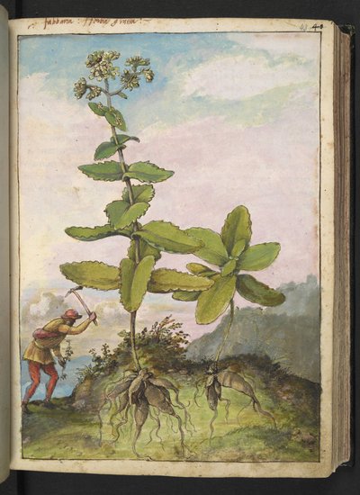 セダム テレフィウム、Gherardo Cibo 作「ローマの植物相の絵画」より、MS 22333、f043r、c.1564-84 を追加 (紙に水彩とグワッシュ) 作： Gherardo Cibo