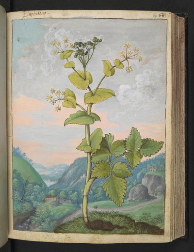 Smyrnium olusatrum、Gherardo Cibo の「Paintings of Flora of the Roman States」より、MS 22333、f069r、c.1564-84 を追加 (紙に水彩とグワッシュ) 作： Gherardo Cibo