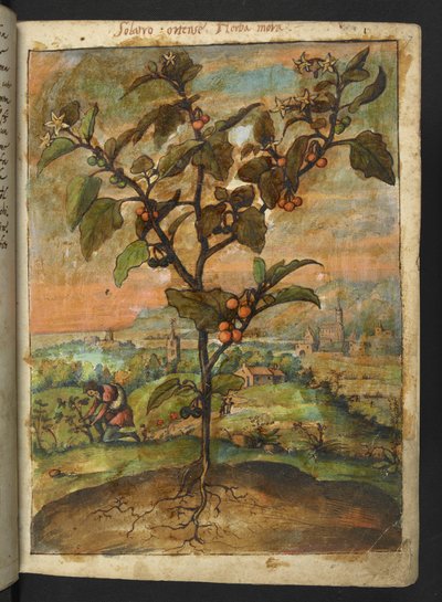 Solanum nigrum: オレンジ色の果実を持つ植物、Gherardo Cibo 作の「Paintings of Flora of the Roman States」より、MS 22333、f007r、c.1564-84 を追加 (紙に水彩とグワッシュ) 作： Gherardo Cibo