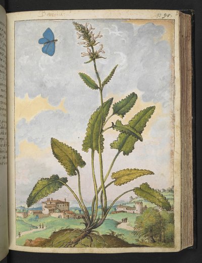 Stachys officinalis、Gherardo Cibo の「Paintings of Flora of the Roman States」から、MS 22333、f093r、c.1564-84 を追加 (紙に水彩とグワッシュ) 作： Gherardo Cibo
