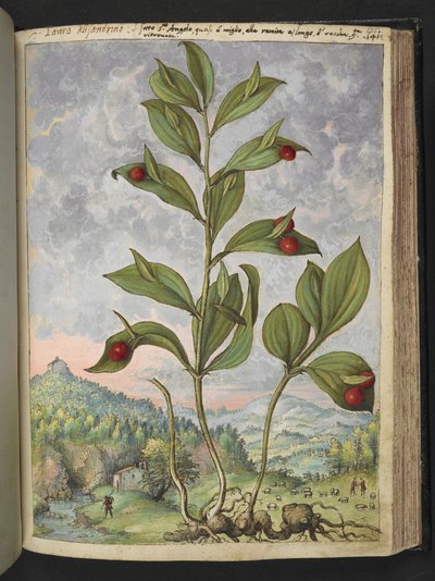 Streptopus amplexifolius (ねじれた茎)、Gherardo Cibo 作の「Paintings of Flora of the Roman States」より、MS 2233、f135r、c.1564-84 を追加 (紙に水彩とグワッシュ) 作： Gherardo Cibo