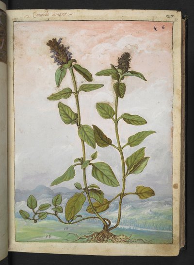 Symphytum bulbosum (Bulbous Comfrey)、Gherardo Cibo 作の「Paintings of Flora of the Roman States」より、MS 22333、f031r、c.1564-84 を追加 (紙に水彩とグワッシュ) 作： Gherardo Cibo